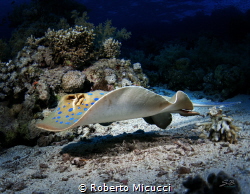 Blue spotted ray by Roberto Micucci 